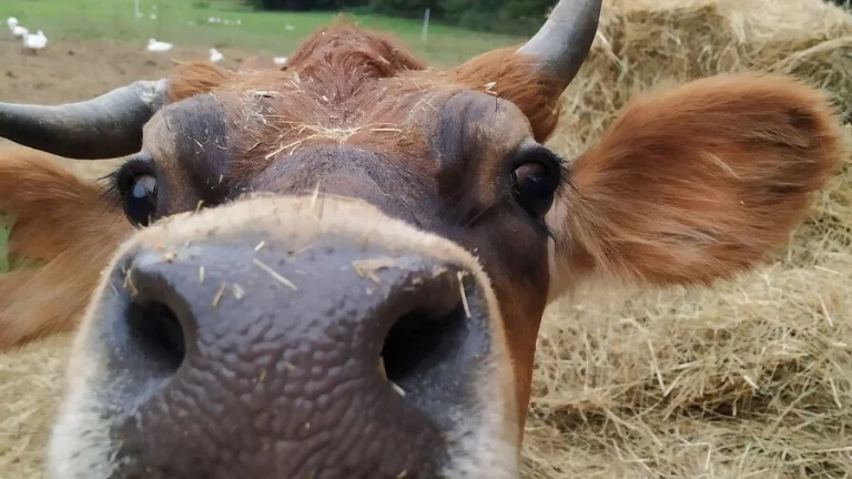 Práca na farme