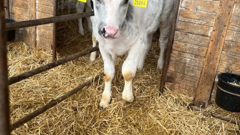 Práca