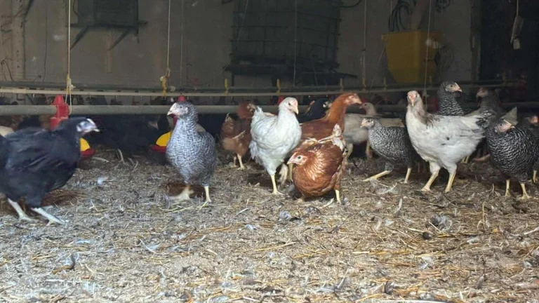 Ponúkam prácu na farme hydiny