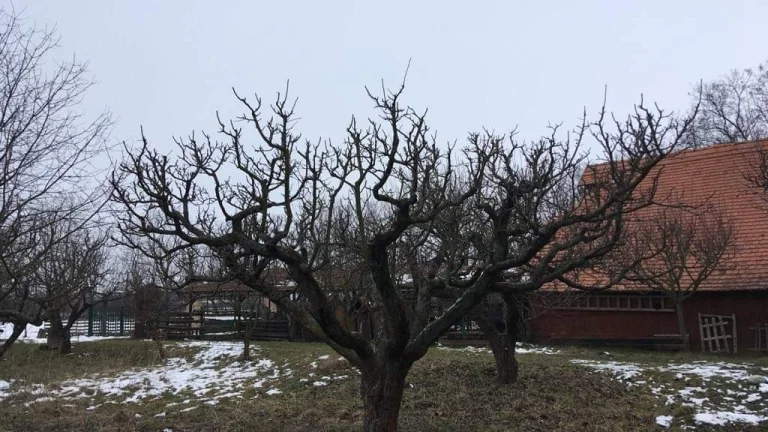 Realizácie záhrad,rez ovocných stromov a drevín