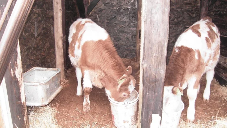 BRIGADA NA FARME Z UBYTOVANIM AJ PRE CUDZINCOU