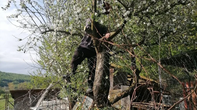 Brigáda na záhrade a na dome