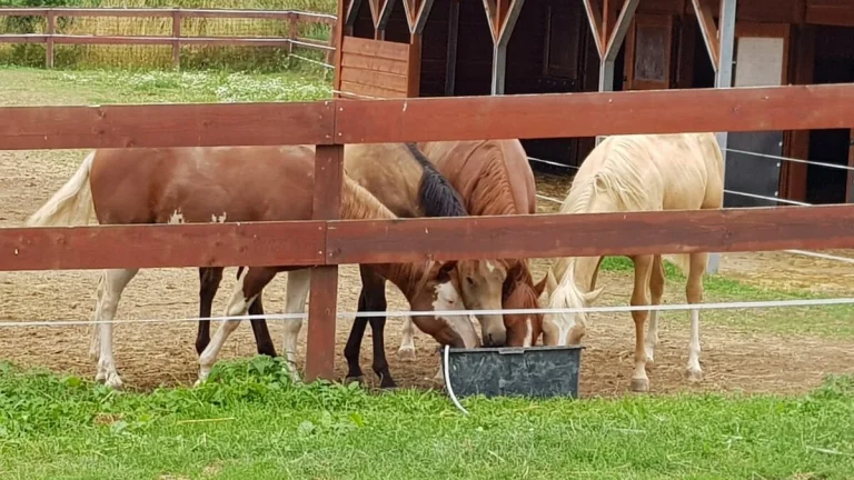 Pracovník v zemědělství/stájník/ošetřovatel/traktorista