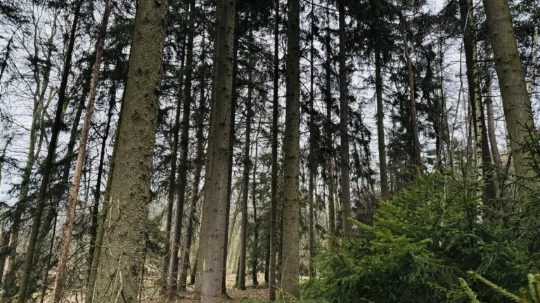 Prodej, pozemek, 2 467 m, , Stojice, Česko