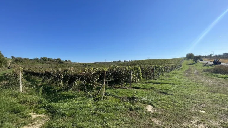 Prodej vinohradu 11340 m2 Čejkovice, Vinohrad 11340 m2 Čejk