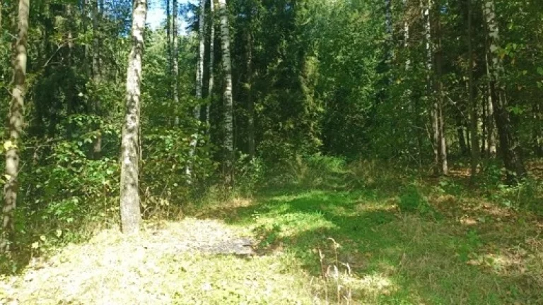 Pronájem lesa k stanování, včelaření, atd... Jen 1.000 Kč.