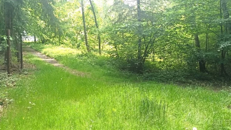 Prodej lesa u Staříče, celý, nebo na na části - od 5.000m2.