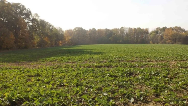 Orná půda O.- Bartovice, cca 25.000m2, 65 Kč/m2, k jednání.