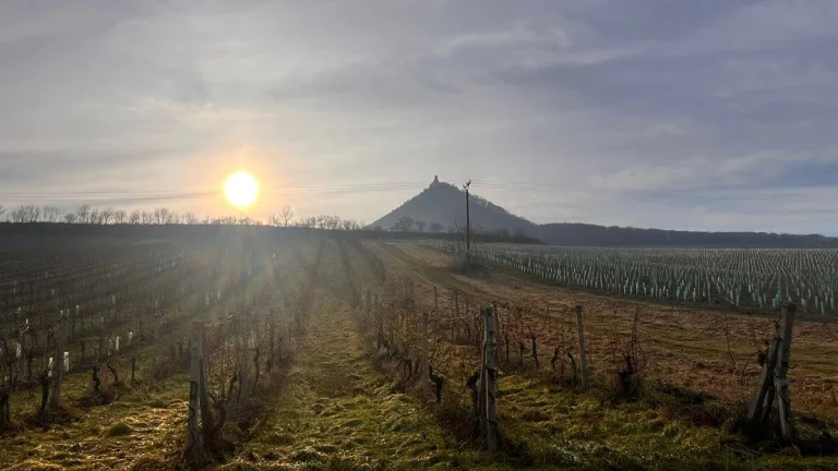Prodej Vinice v Dolních Věstonicích, 3 048 m2