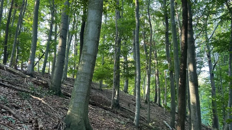 Lesní pozemek Žlutava