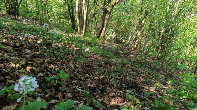 Prodej pozemku, 2141 m², Rychnov nad Kněžnou