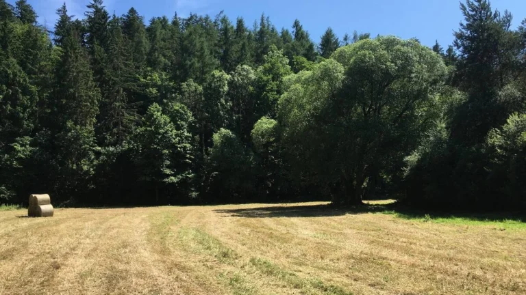 Prodej pozemek Louky, 6060㎡