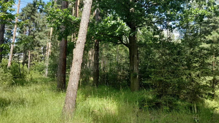 Prodej lesa, 18400 m², Putim