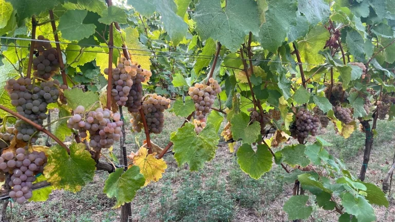Vinič