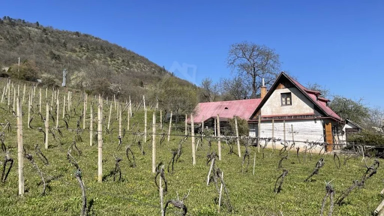 Rozsiahla vinica s historickou chatou v Slovenskom krase