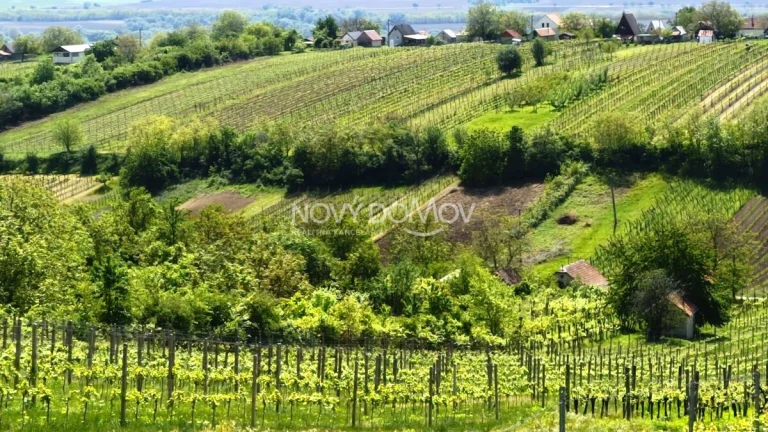 NA PREDAJ - vinice, obec Strekov, výmera 5659 m2