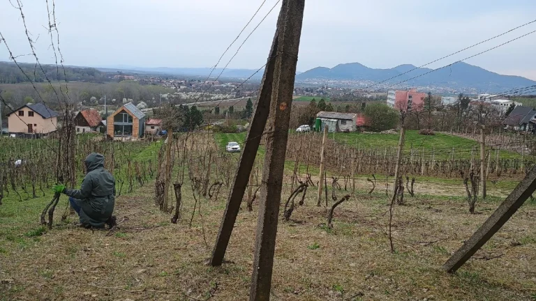 Prenajmem vinicu