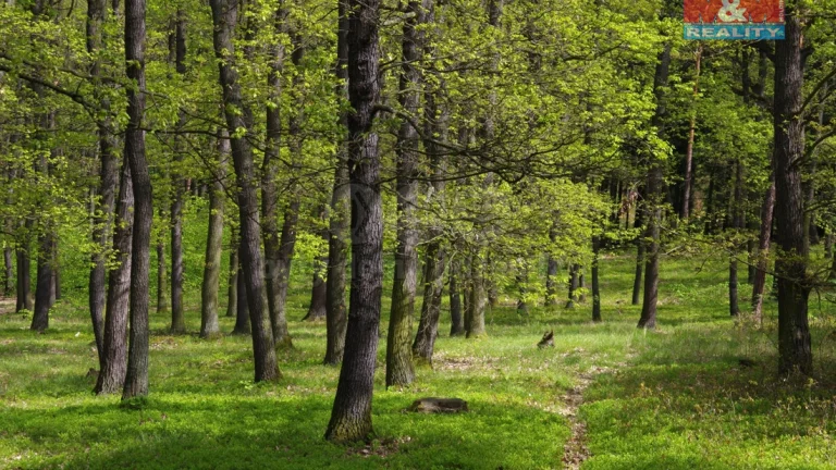 Prodej lesa, 2146 m², Nýdek