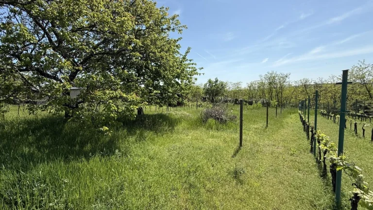 Prodej zahrady 650m2, k.ú. Dobšice u Znojma