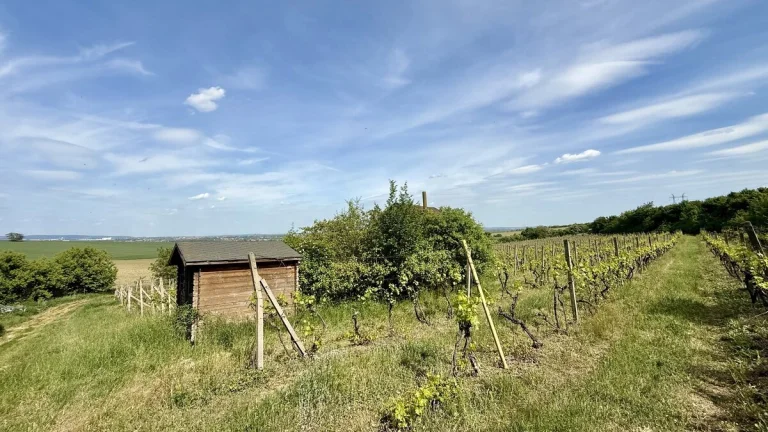 Prodej sadu, vinice 53 817 m2 - Modřice, ev.č. 00695