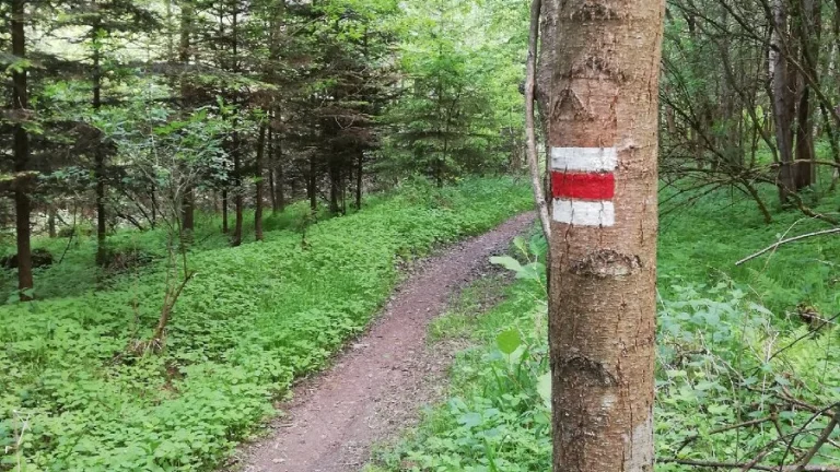 Lesní pozemek Tábor Horky