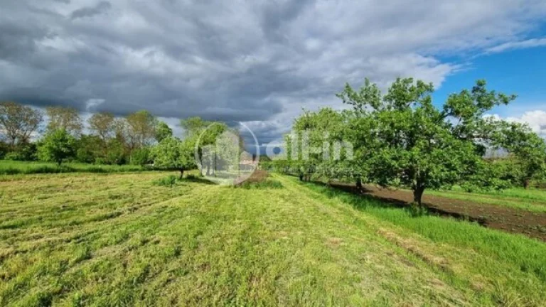 Prodej ovocného sadu o výměře 1062 m2 v Tištíně