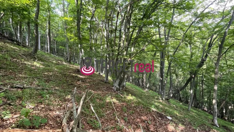 Na predaj, Lesný pozemok, 75% buk, Rakša, TARGETreal