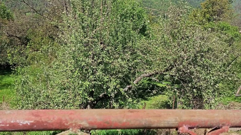 Záhrada 9 árov na predaj v Sirku