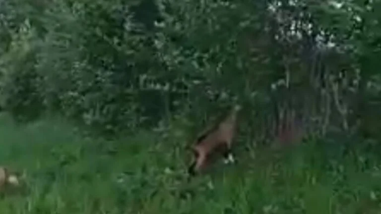 Ponúkam na predaj dom okolie Košice.. Medzev