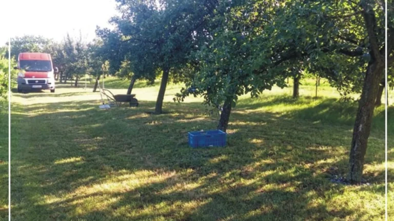 ROZPRÁVKOVÝ SLIVKOVÝ SAD