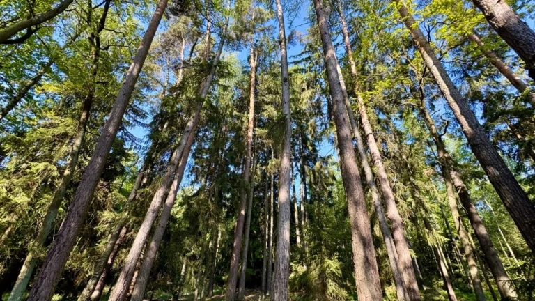 Lesní pozemek k.ú. Domašín 12.876m2