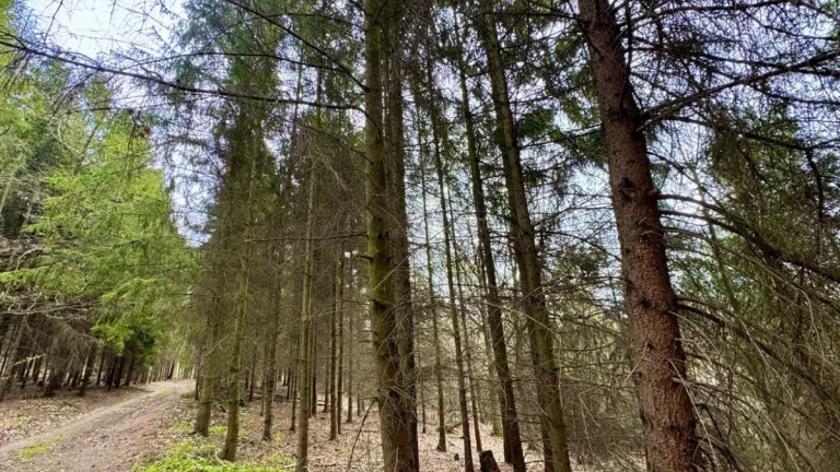 Lesní pozemek k.ú. Tísek 3.049m2