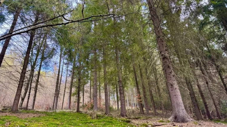 Lesní pozemek k.ú. Tísek 5.762m2