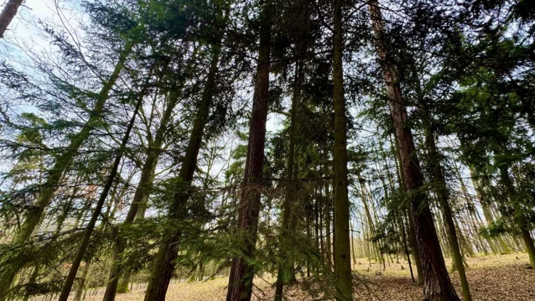 Lesní pozemek k.ú. Šerkovice 1.307m2