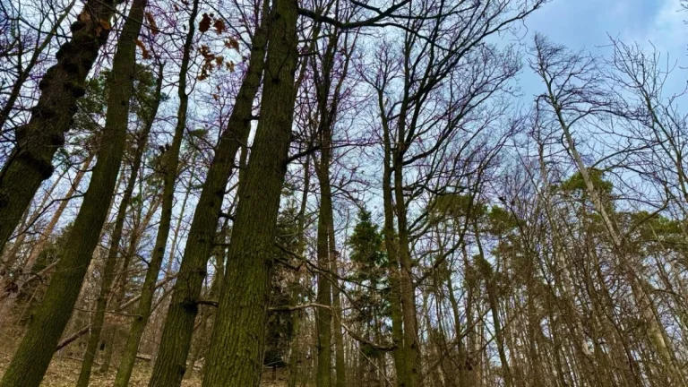 Lesní pozemek k.ú. Šerkovice 1.248m2
