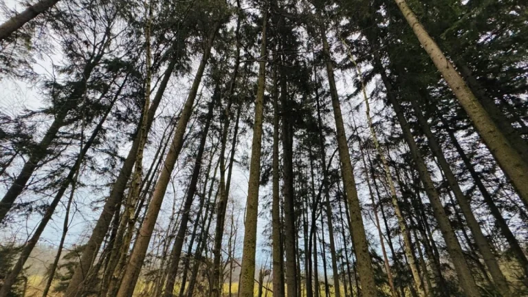 Lesní pozemek k.ú. Stojice 2467m2 SLEVA