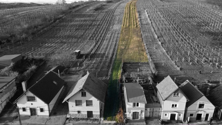 Prodej vinice 2 567 m2, Bořetice - Kraví hora, ev.č. 00078
