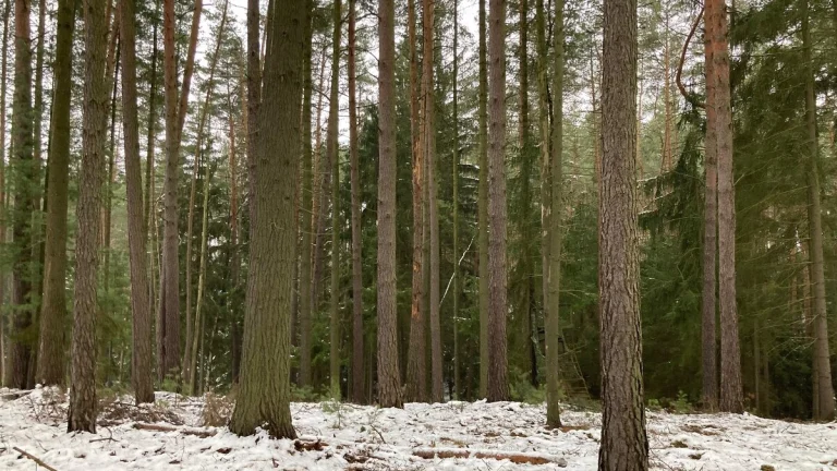 Lesní porost 162.122 m2, Plužná, okr. Mladá Boleslav