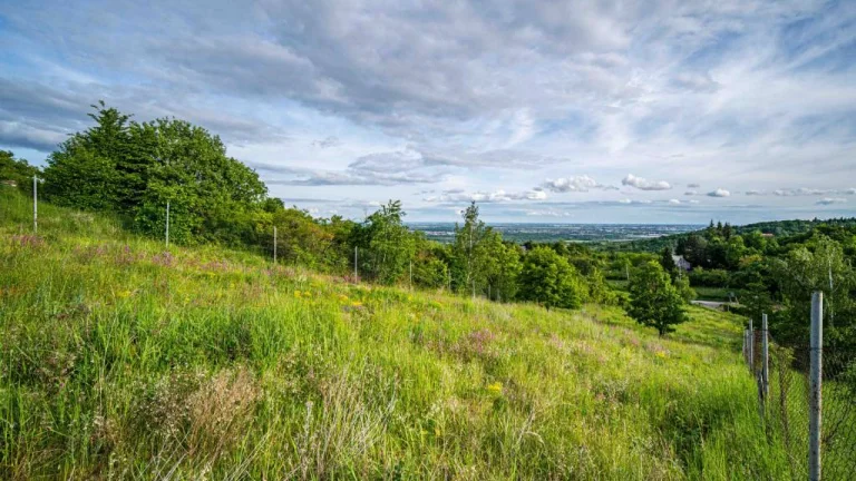 TOREA - POZEMOK NA PREDAJ - 2905 m2 - SVÄTÝ JUR, OKRES PEZI