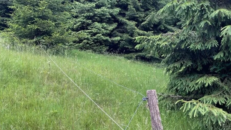 Prodej lesa 2 393 m², Staré Hamry