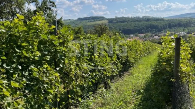 Exkluzivně vám nabízíme mladý vinohrad v Lipově., 130794