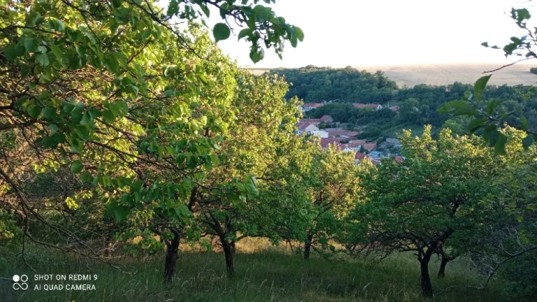 Chatička v sadu