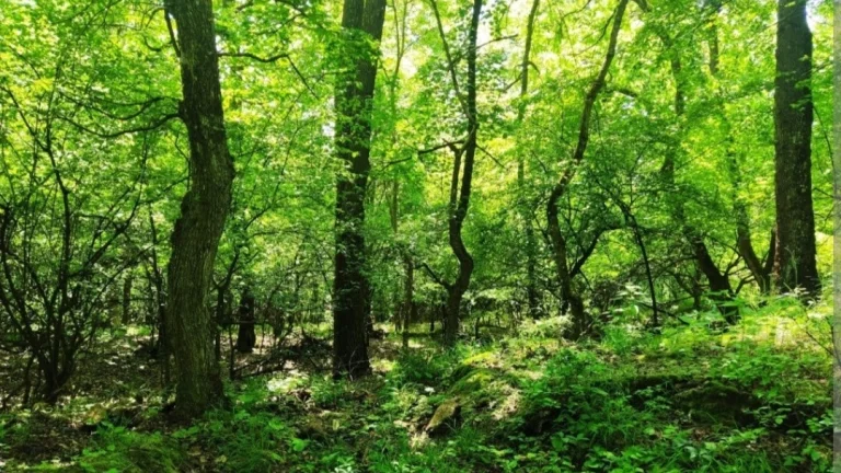 Spoluvlastnícky podiel urbár Osturňa