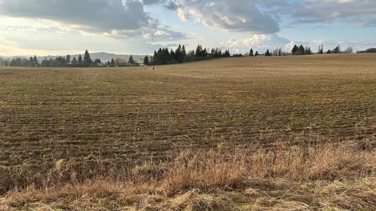 Prodej, pozemek, 10 000 m2, Tachov