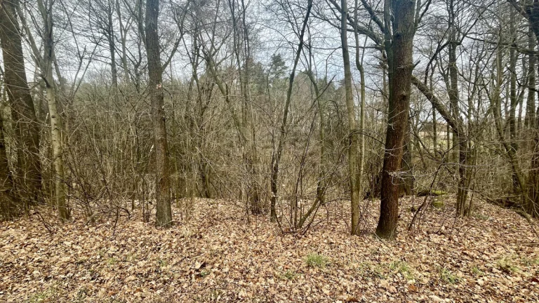 Prodej louky, 11020 m², Olbramovice