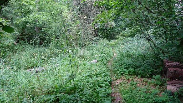 Dražice u Tábora