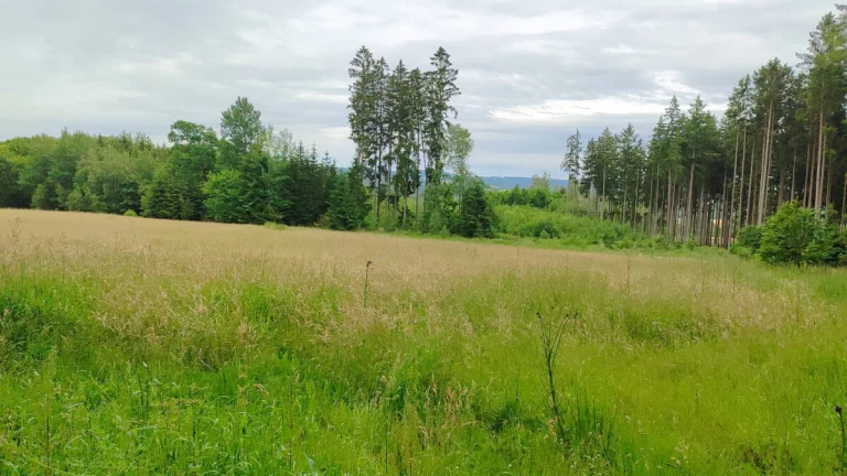 Prodej pozemku - trvalý travní porost, 6984 m2, Mirošov