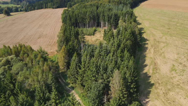Prodej lesa, 1501 m², Kamenice nad Lipou