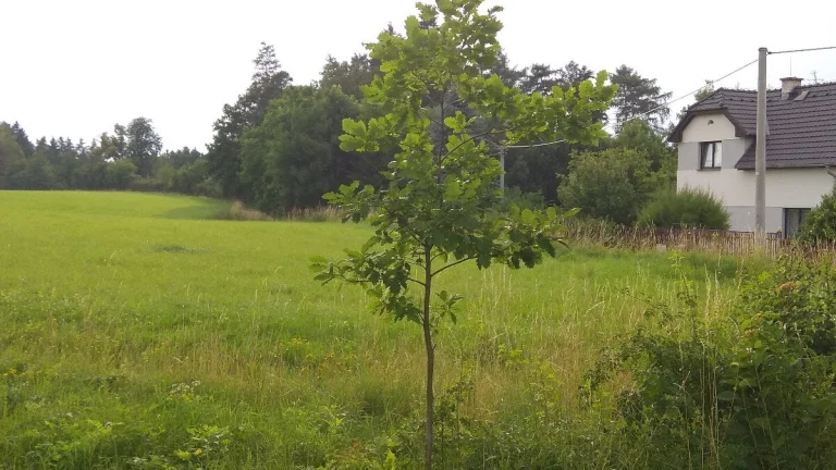Úhonice - pozemek s investičním potenciálem 12 000 m2