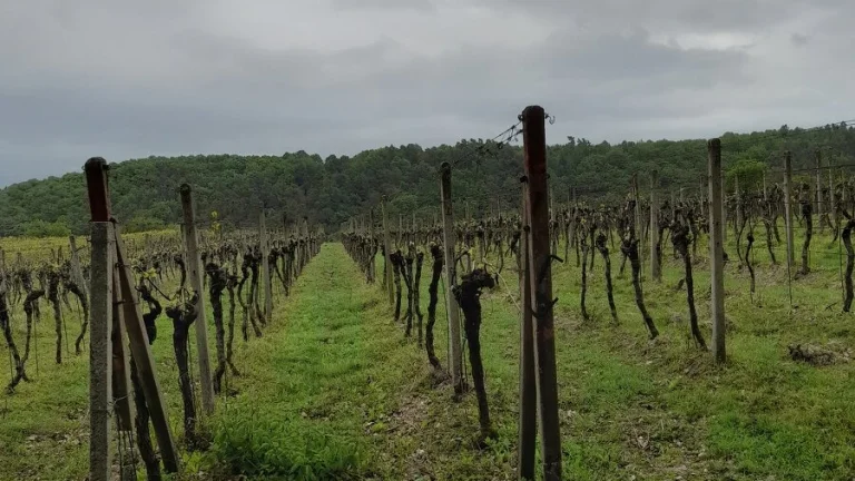 Na predaj vinica – Limbach, 2093 m² – investičná príležitosť